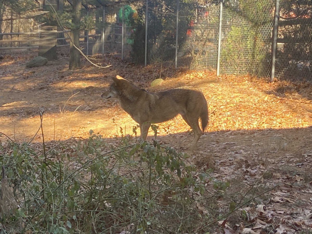Connecticut’s Beardsley Zoo Welcomes New Red Wolf – Masuk Free Press